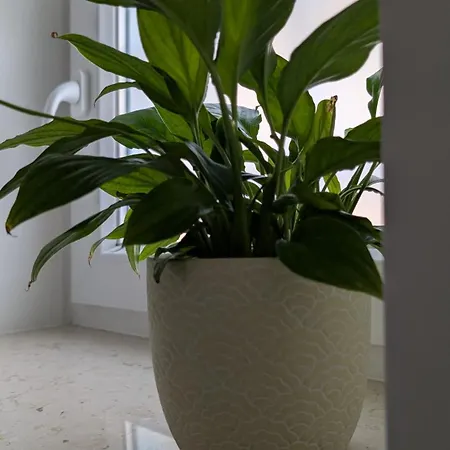 Apartament Gavio Bari